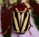 Cryptocephalus venustus - photo 4