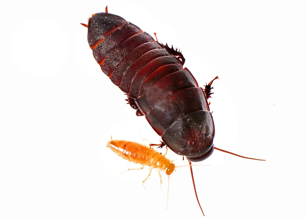 Brown-hooded Cockroaches - photo 2