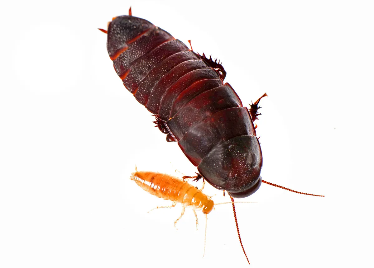 Brown-hooded Cockroaches - photo 3