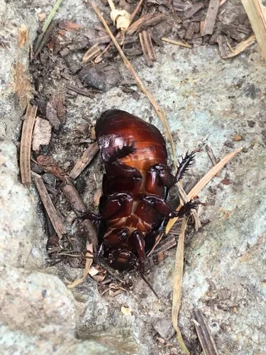 Cryptocercus clevelandi