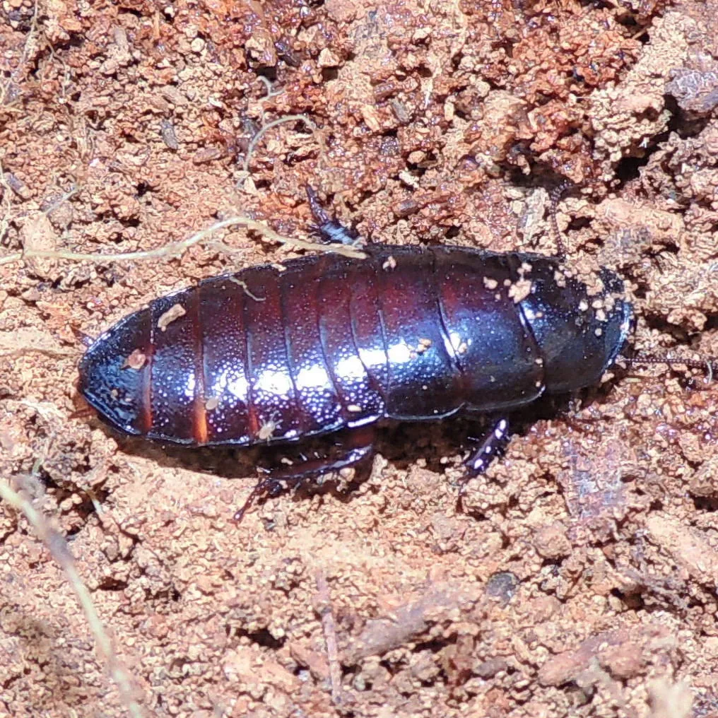 Cryptocercus darwini