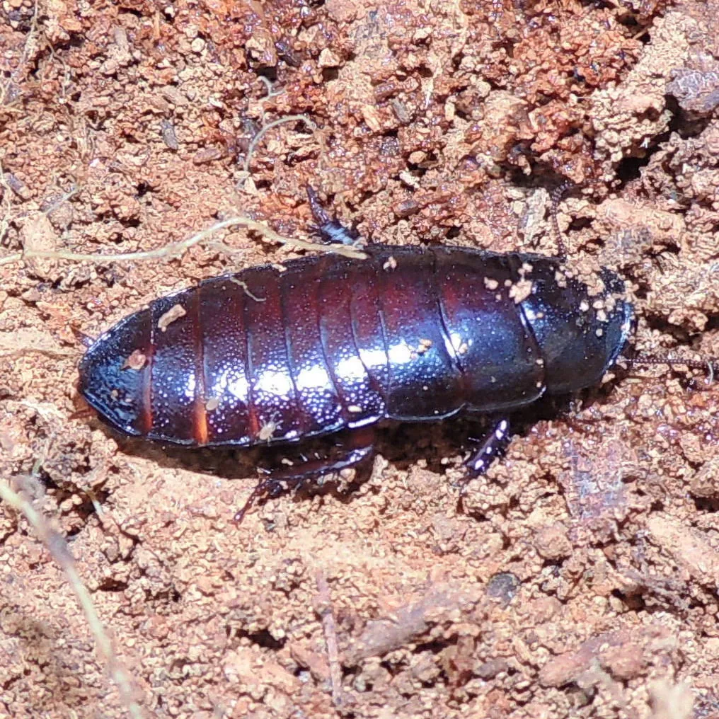 Cryptocercus darwini - photo 3