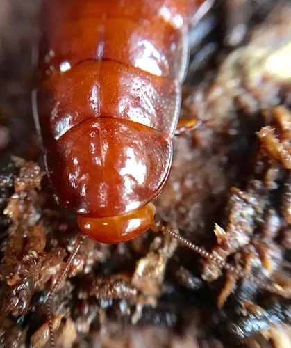 Cryptocercus garciai