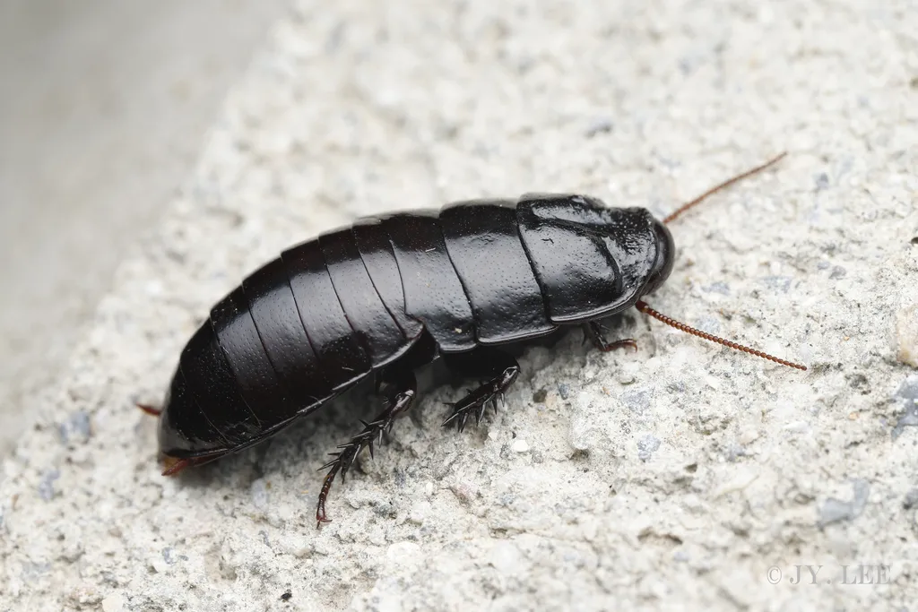 Cryptocercus kyebangensis - photo 2