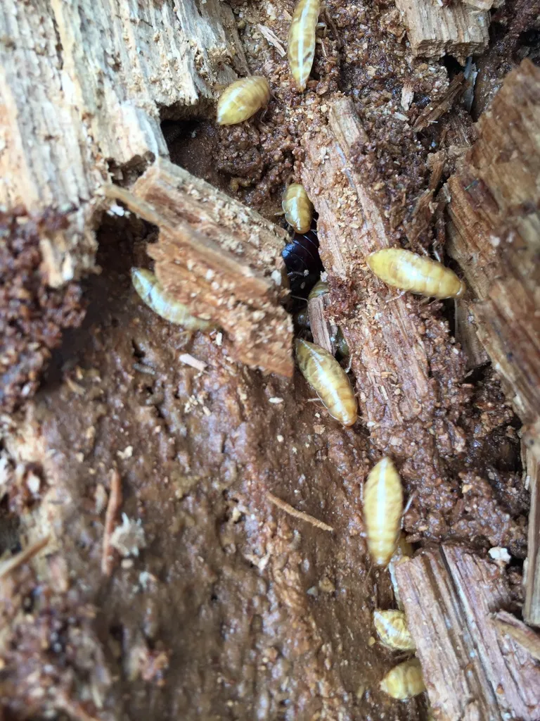 Cryptocercus meridianus