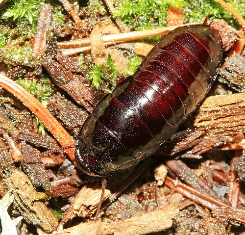Cryptocercus relictus