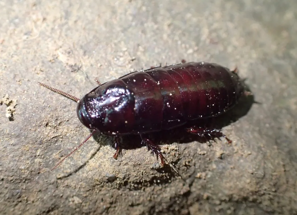 Cryptocercus wrighti