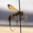 Cryptocheilus attenuatum - photo 2