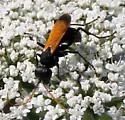 Cryptocheilus attenuatum - photo 3