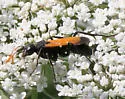 Cryptocheilus attenuatum - photo 4