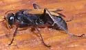 Cryptocheilus attenuatum - photo 5