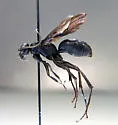 Cryptocheilus hesperus