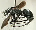 Cryptocheilus hesperus - photo 2