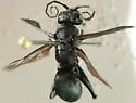 Cryptocheilus hesperus - photo 3