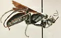 Cryptocheilus hesperus - photo 4