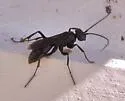 Cryptocheilus hesperus - photo 5