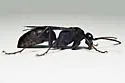 Cryptocheilus idoneum