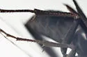 Cryptocheilus idoneum - photo 3