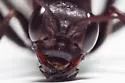 Cryptocheilus idoneum - photo 4