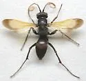 Cryptocheilus pallidipenne