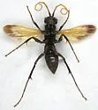 Cryptocheilus pallidipenne - photo 2