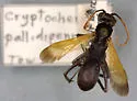 Cryptocheilus pallidipenne - photo 5