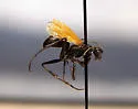 Cryptocheilus severini