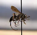 Cryptocheilus terminatus