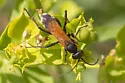 Cryptocheilus terminatus - photo 2