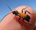 Cryptocheilus terminatus - photo 3