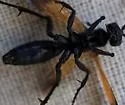 Cryptocheilus terminatus - photo 4