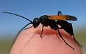 Cryptocheilus terminatus - photo 5