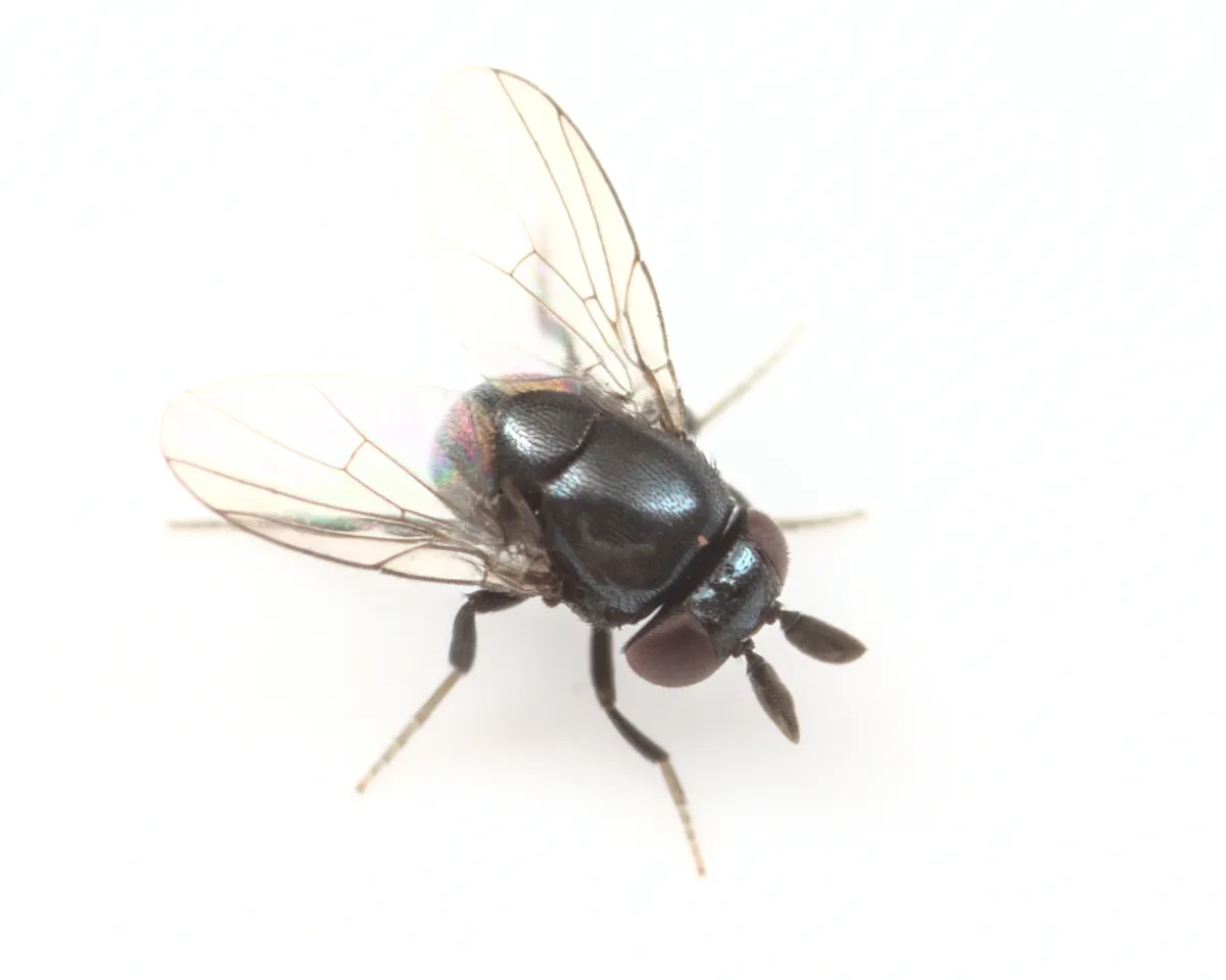 Scale Parasite Flies - photo 3