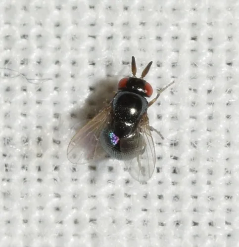 Cryptochetum buccatum