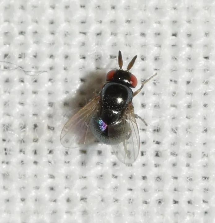 Cryptochetum buccatum - photo 2