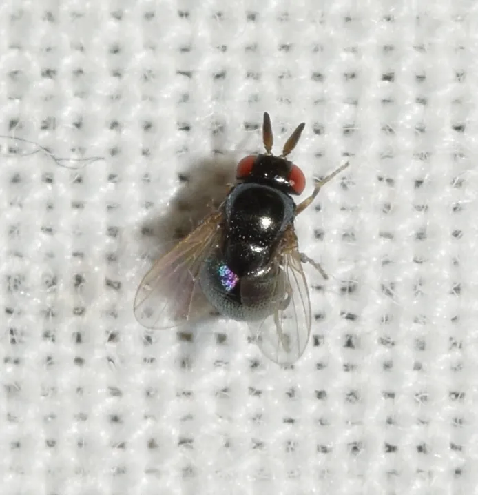 Cryptochetum buccatum - photo 3