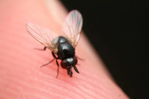 Cryptochetum nipponense