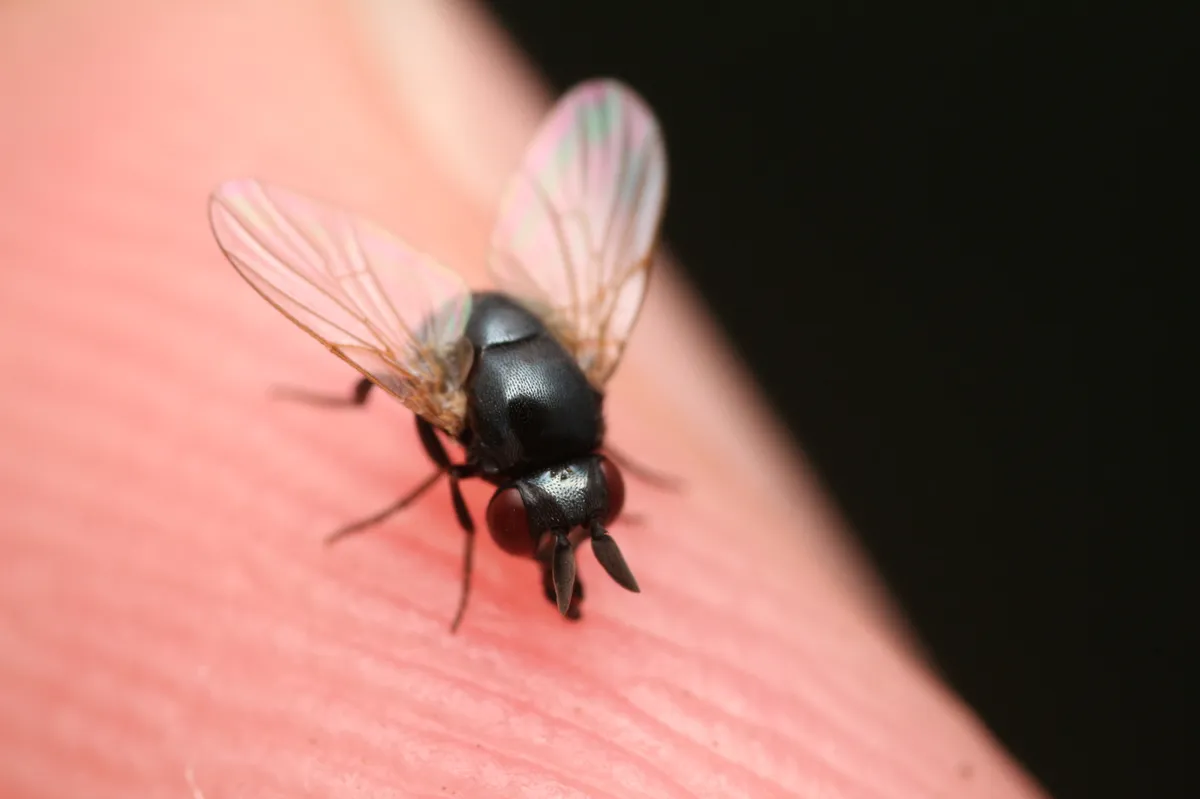 Cryptochetum nipponense - photo 3
