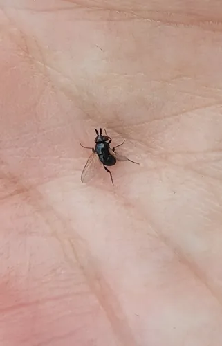 Cryptochetum smaragdinum