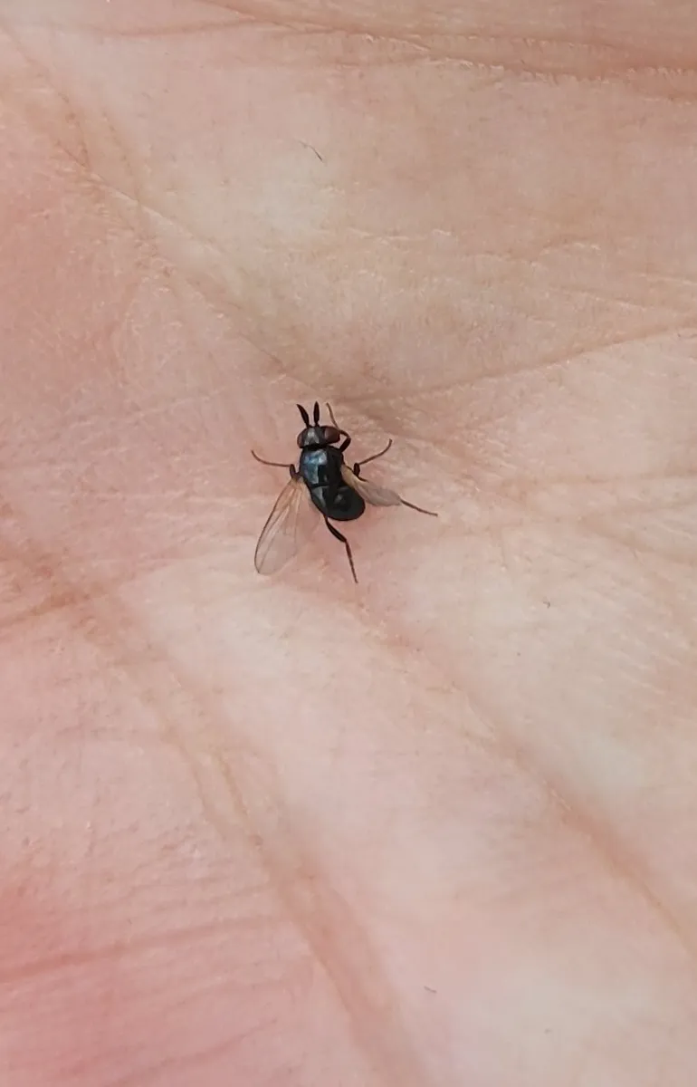Cryptochetum smaragdinum - photo 3