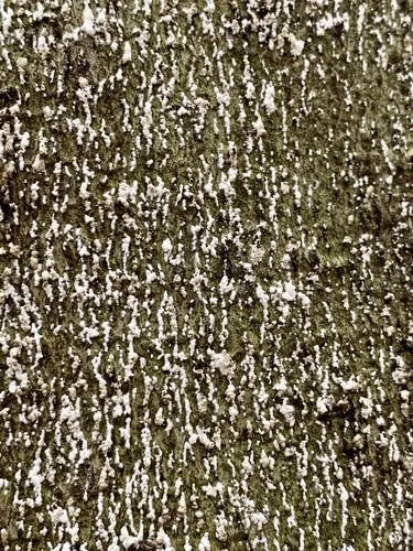 Beech Scale