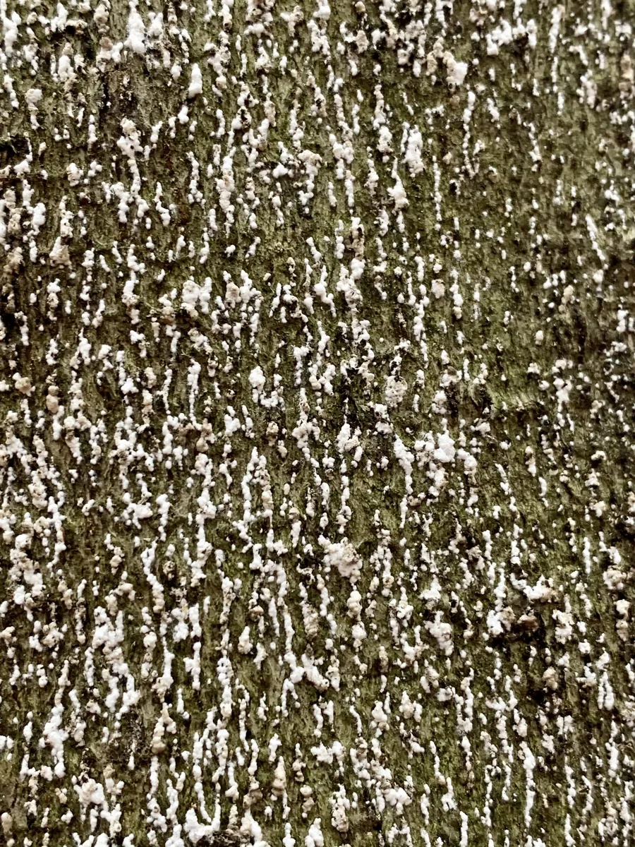 Beech Scale - photo 2