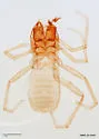 Cryptocreagris steinmanni
