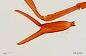 Cryptocreagris steinmanni - photo 3