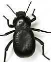 Cryptoglossa infausta - photo 2