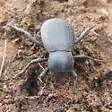 Cryptoglossa infausta - photo 3