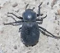 Cryptoglossa infausta - photo 4