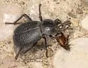 Cryptoglossa infausta - photo 5