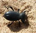 Cryptoglossa muricata