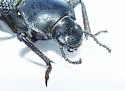 Cryptoglossa muricata - photo 3